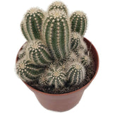 Cactus Trichocereus Huasc, cactus decorativ de interior cu flori rosii, usor de ingrijit, planta exotica - 30 cm