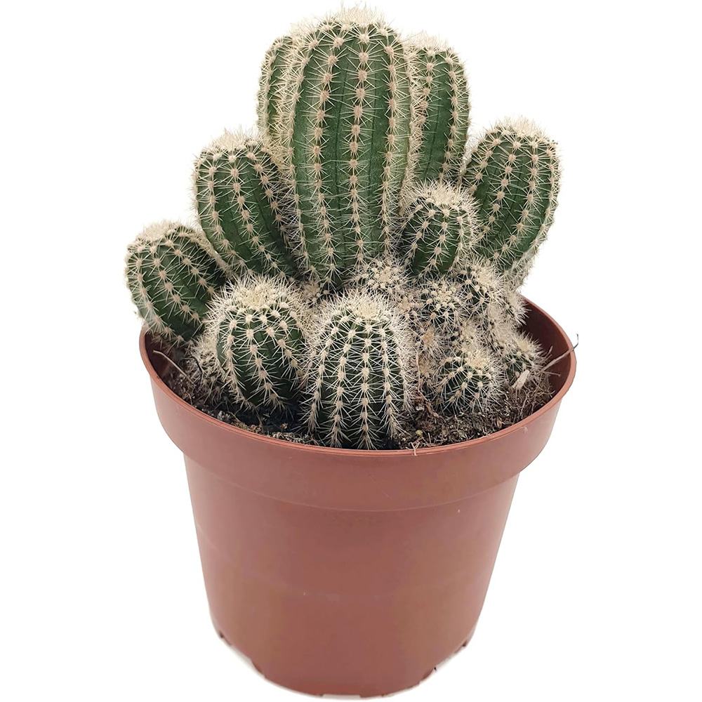 Cactus Trichocereus Huasc, cactus decorativ de interior cu flori rosii, usor de ingrijit, planta exotica - 30 cm