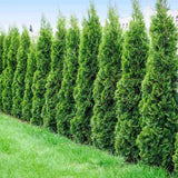 Tuia Occidentalis Degroot Spire, forma conica ingusta, pentru gradini mici, crestere rapida