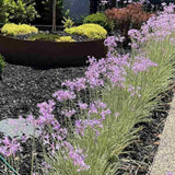 Liliac de Usturoi Silver Lace (Tulbaghia Violacea), usturoi ornamental variegat cu frunze verde-argintiu si flori mov, planta perena pentru soare si ghiveci