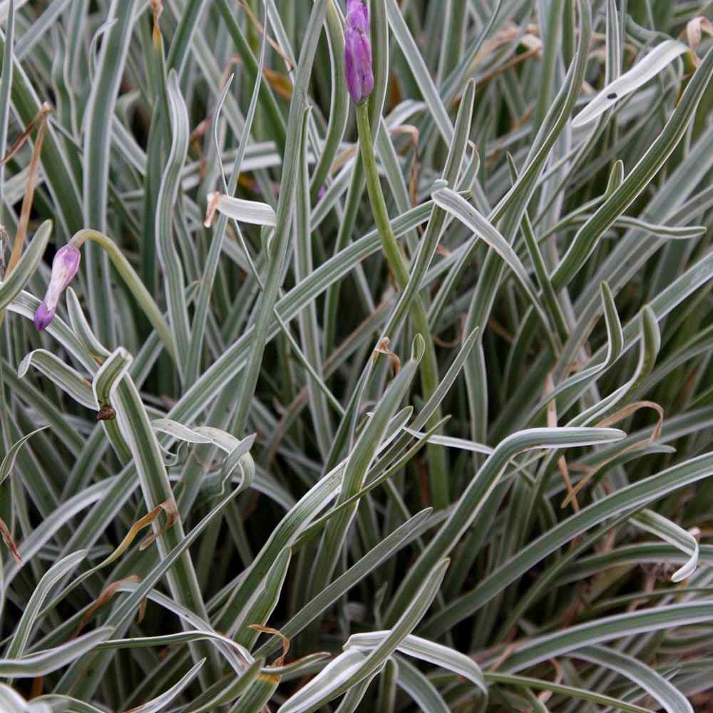 Liliac de Usturoi Silver Lace (Tulbaghia Violacea), usturoi ornamental variegat cu frunze verde-argintiu si flori mov, planta perena pentru soare si ghiveci