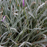 Liliac de Usturoi Silver Lace (Tulbaghia Violacea), usturoi ornamental variegat cu frunze verde-argintiu si flori mov, planta perena pentru soare si ghiveci