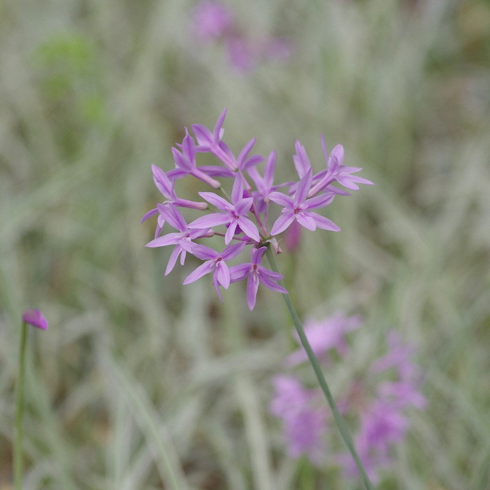 Liliac de Usturoi Silver Lace (Tulbaghia Violacea), usturoi ornamental variegat cu frunze verde-argintiu si flori mov, planta perena pentru soare si ghiveci