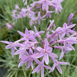 Liliac de Usturoi Silver Lace (Tulbaghia Violacea), usturoi ornamental variegat cu frunze verde-argintiu si flori mov, planta perena pentru soare si ghiveci
