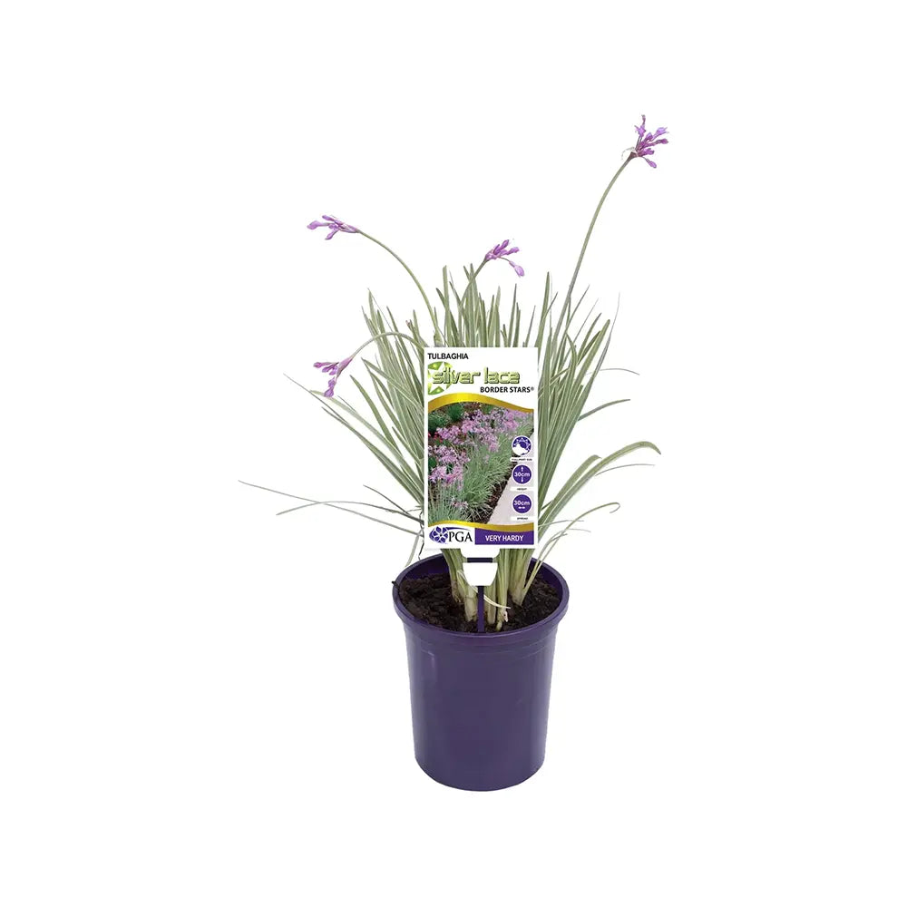 Liliac de Usturoi Silver Lace (Tulbaghia Violacea), usturoi ornamental variegat cu frunze verde-argintiu si flori mov, planta perena pentru soare si ghiveci