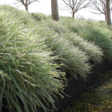 Liliac de Usturoi Silver Lace (Tulbaghia Violacea), usturoi ornamental variegat cu frunze verde-argintiu si flori mov, planta perena pentru soare si ghiveci
