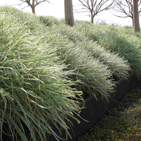 Liliac de Usturoi Silver Lace (Tulbaghia Violacea), usturoi ornamental variegat cu frunze verde-argintiu si flori mov, planta perena pentru soare si ghiveci