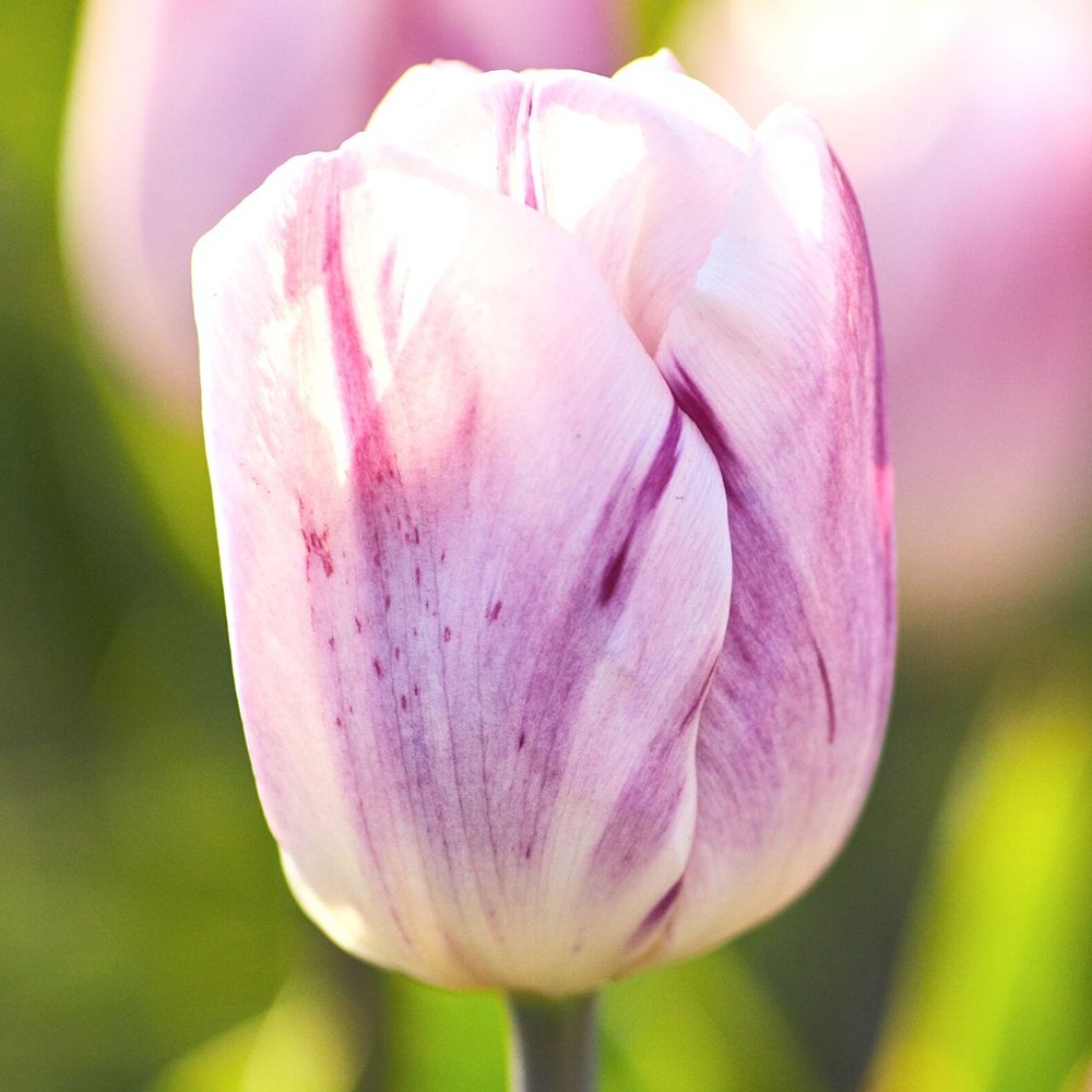 Bulbi Lalele Flaming Flag Set de. buc 7 | Verdena – VERDENA