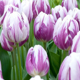 Bulbi Lalele Flaming Flag, set 7 buc cu flori albe cu dungi mov, inflorire aprilie, crestere rapida