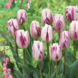 Bulbi Lalele Flaming Flag, set 7 buc cu flori albe cu dungi mov, inflorire aprilie, crestere rapida