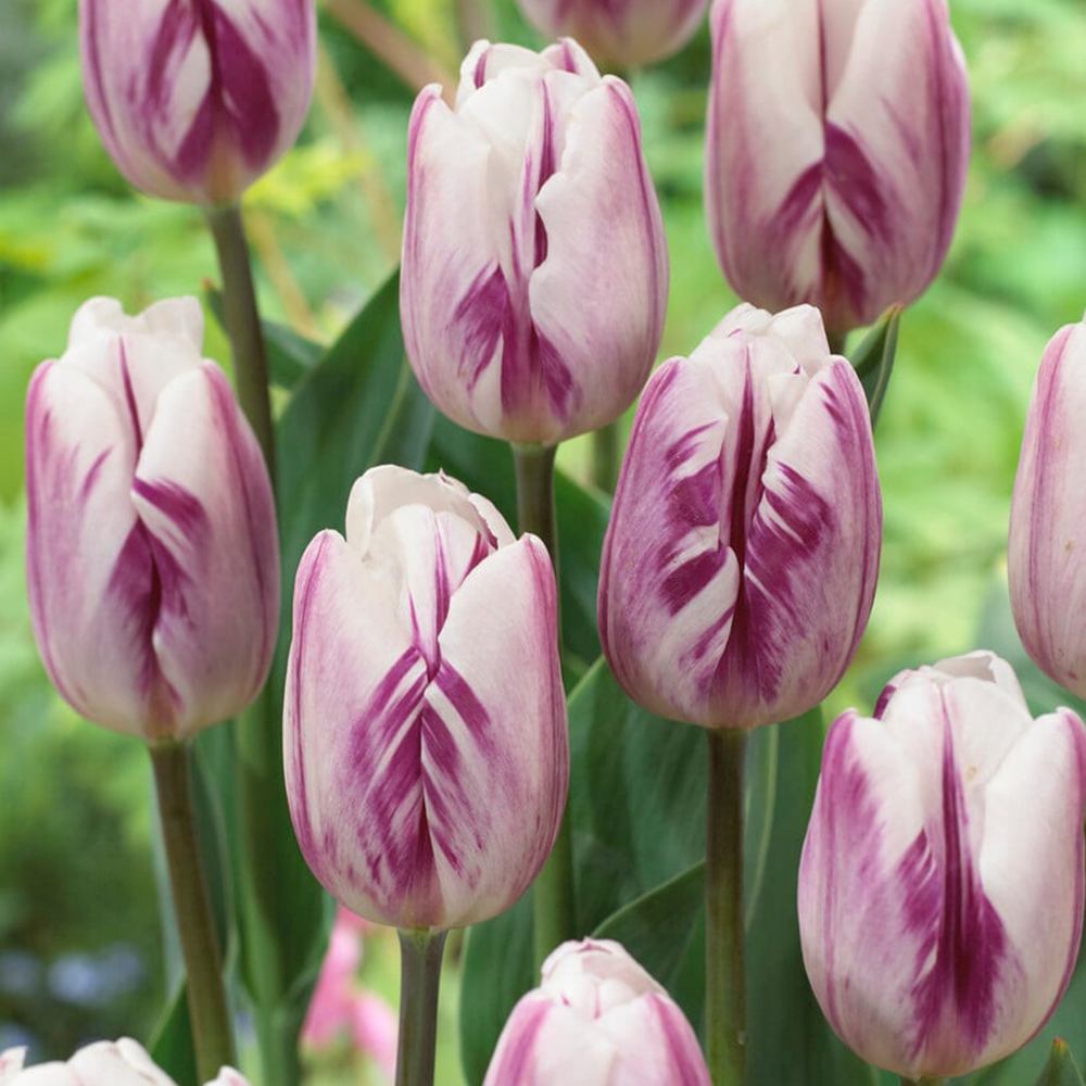 Bulbi Lalele Flaming Flag Set de. buc 7 | Verdena – VERDENA