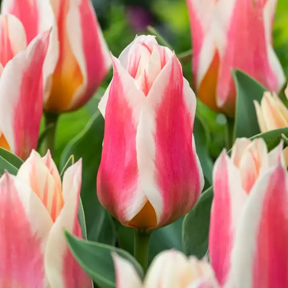 Bulbi Lalele Quebec, set de 7 buc cu flori roz-crem, roz-crem, inflorire aprilie, ideali pentru gradini si borduri