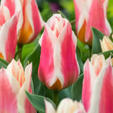 Bulbi Lalele Quebec, set de 7 buc cu flori roz-crem, roz-crem, inflorire aprilie, ideali pentru gradini si borduri