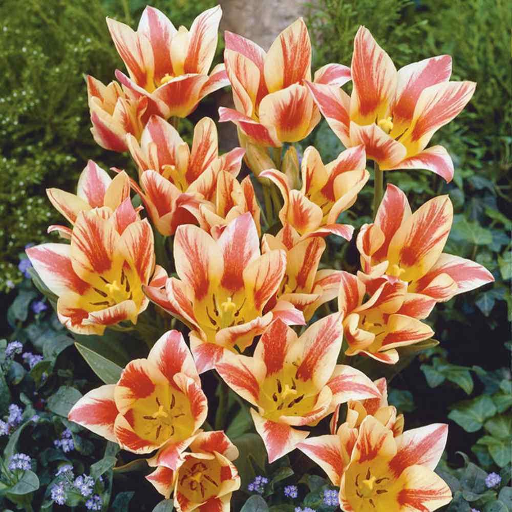 Bulbi Lalele Quebec, set de 7 buc cu flori roz-crem, roz-crem, inflorire aprilie, ideali pentru gradini si borduri