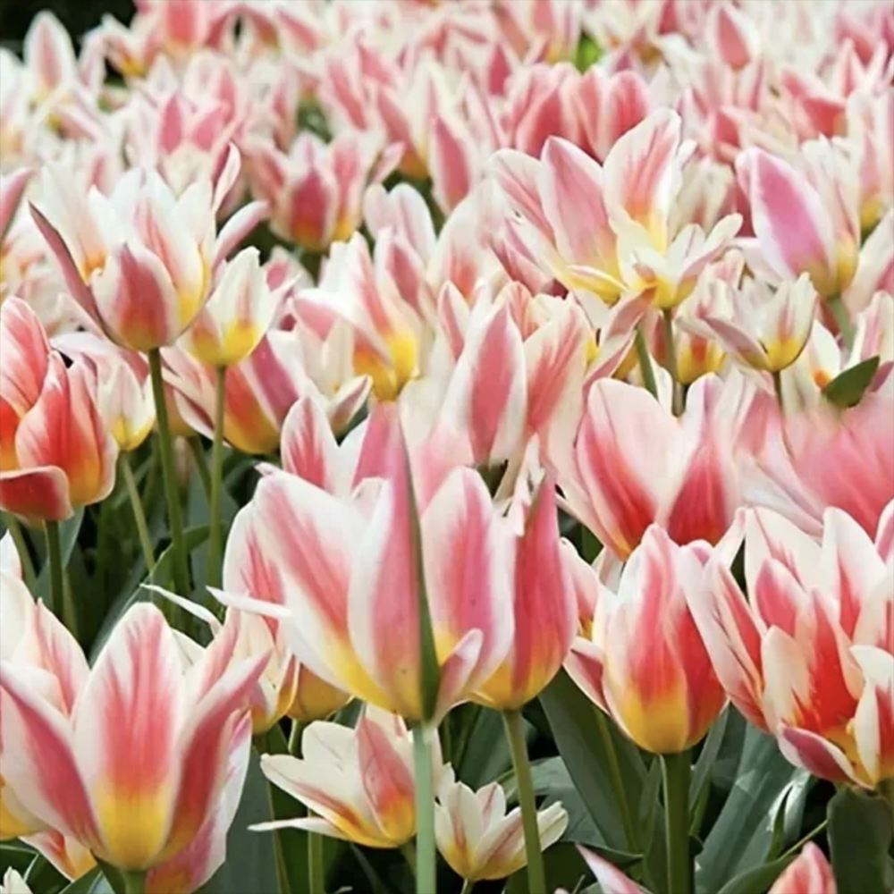 Bulbi Lalele Quebec, set de 7 buc cu flori roz-crem, roz-crem, inflorire aprilie, ideali pentru gradini si borduri