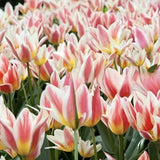 Bulbi Lalele Quebec, set de 7 buc cu flori roz-crem, roz-crem, inflorire aprilie, ideali pentru gradini si borduri