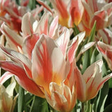 Bulbi Lalele Quebec, set de 7 buc cu flori roz-crem, roz-crem, inflorire aprilie, ideali pentru gradini si borduri