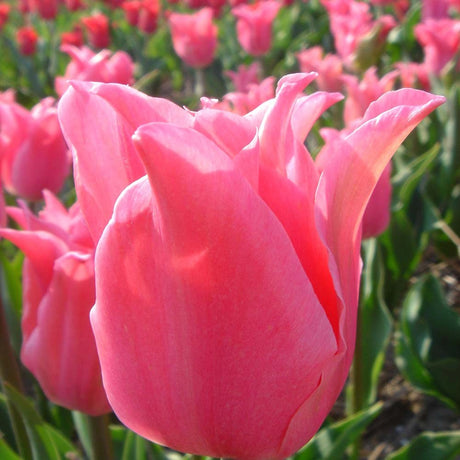 Bulbi Lalele Pretty Love, set de 7 buc cu flori roz, inflorire aprilie, rezistent la frig