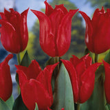 Bulbi Lalele Pretty Woman, set de 7 buc cu flori rosu intens, inflorire aprilie, rezistent la frig