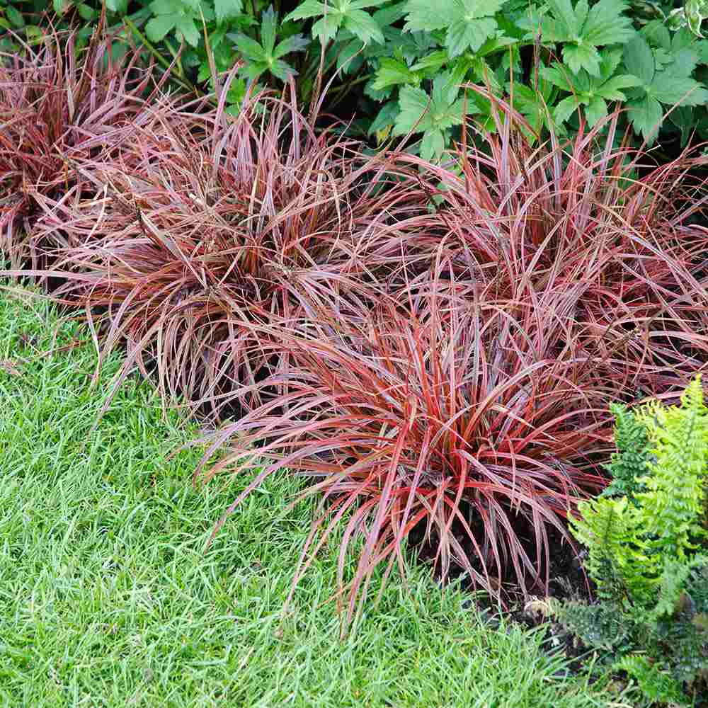 Black Friday - Reduceri Iarba Ornamentala Carex Rogoz Everflame, rosu-burgundiu Promotie