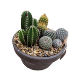 Aranjament Cactusi XS, decor exotic de interior, cadou corporate sau cadou pentru cei dragi, model III