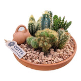 Aranjament Cactusi XXL Terracotta, decor exotic de interior, cadou corporate sau cadou pentru cei dragi