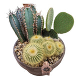 Aranjament Cactusi XXL giveci din lut gri, decor exotic de interior, cadou corporate sau cadou pentru cei dragi model II