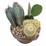 Aranjament Cactusi XXL giveci din lut gri, decor exotic de interior, cadou corporate sau cadou pentru cei dragi model II