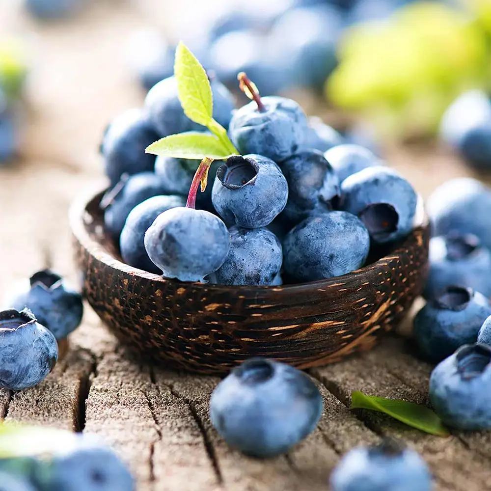 Afin Vaccinium corymbosum Bingo Blue, soi american compact, fructe albastre dulci, pentru gradina si ghiveci
