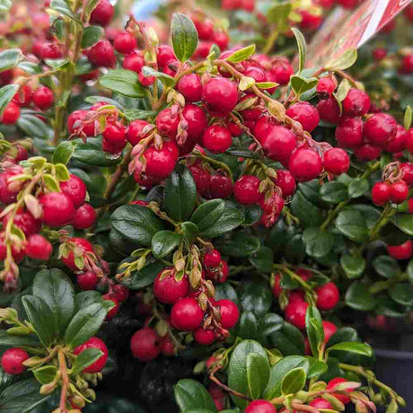 Merisor American Fireballs (Vaccinium vitis-idaea), cu fructe aromate rosii