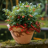 Merisor American Fireballs (Vaccinium vitis-idaea), cu fructe aromate rosii