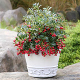 Merisor American Koralle (Vaccinium vitis-idaea), cu fructe aromate rosii