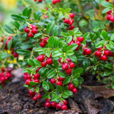 Merisor American Koralle (Vaccinium vitis-idaea), cu fructe aromate rosii