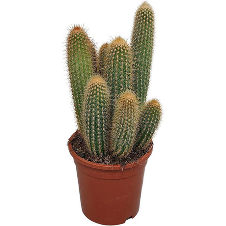 Cactusul conic auriu (Parodia leninghausii), 30-40 cm, cactus decorativ rar cu flori galbene si ingrijire usoara