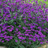 Verbena rigida, planta perena cu flori mov, atrage fluturii