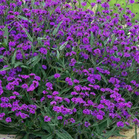 Verbena rigida, planta perena cu flori mov, atrage fluturii