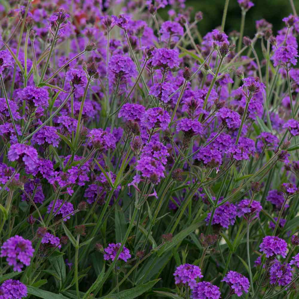 Verbena rigida, planta perena cu flori mov, atrage fluturii