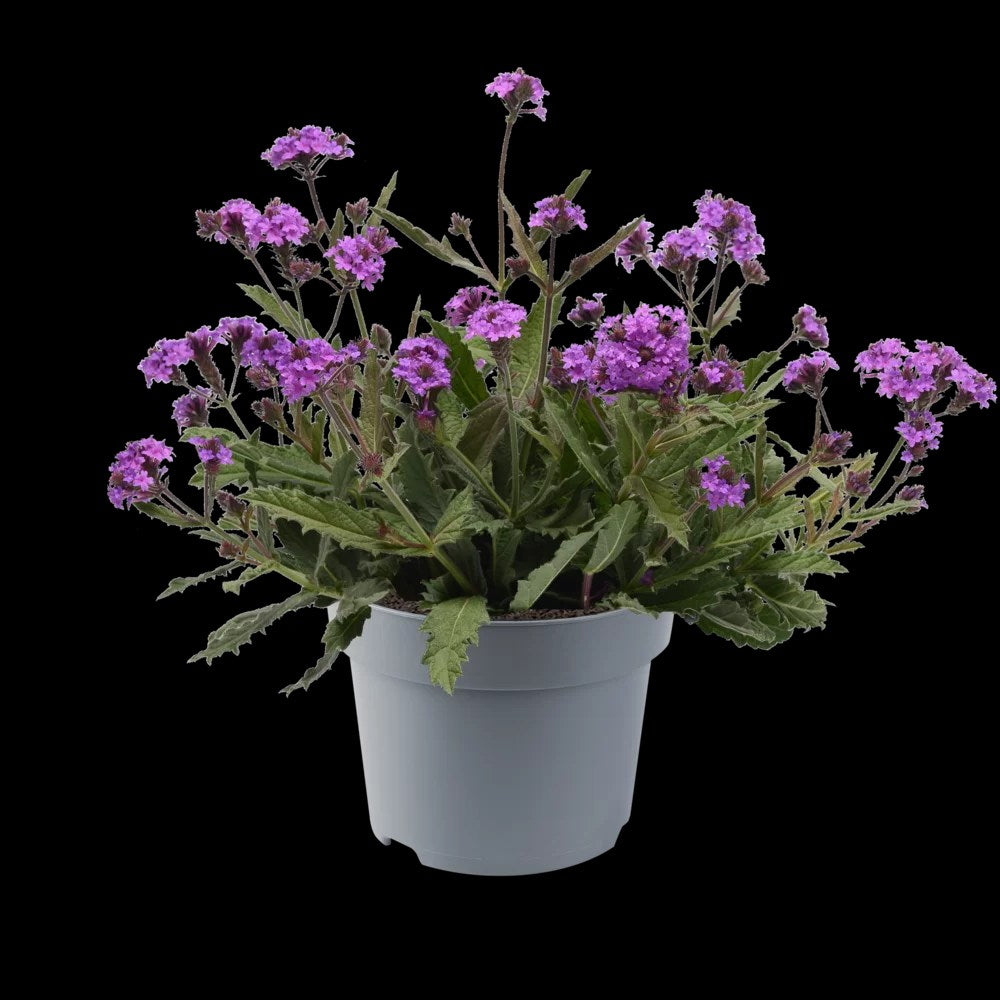 Verbena rigida, planta perena cu flori mov, atrage fluturii