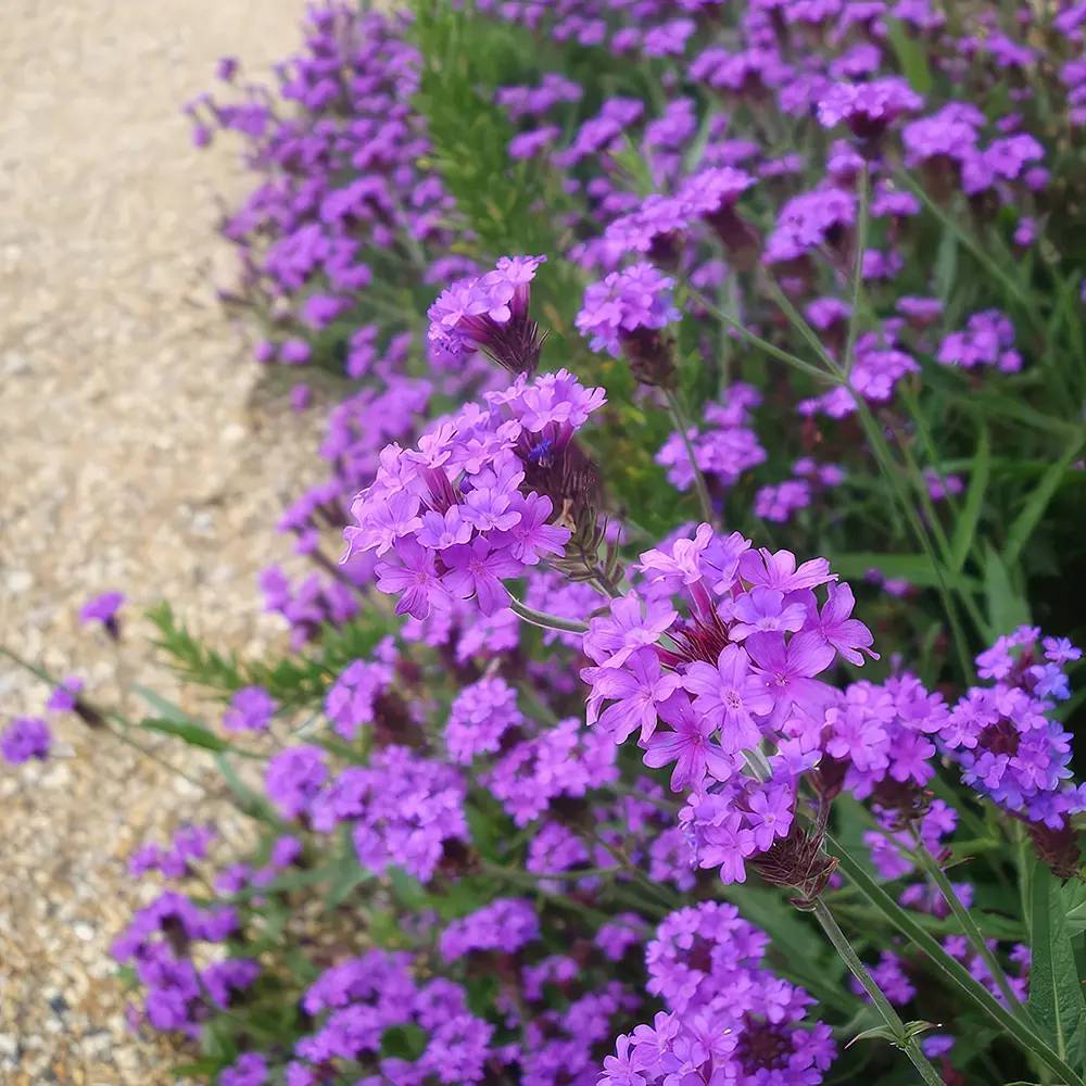 Verbena rigida, planta perena cu flori mov, atrage fluturii