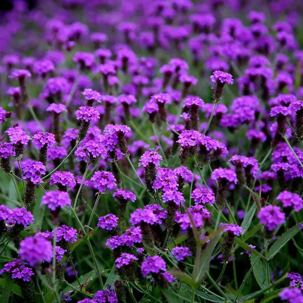 Verbena rigida, planta perena cu flori mov, atrage fluturii