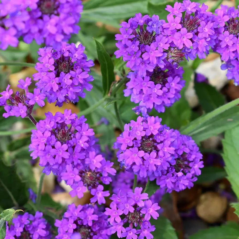 Verbena rigida, planta perena cu flori mov, atrage fluturii