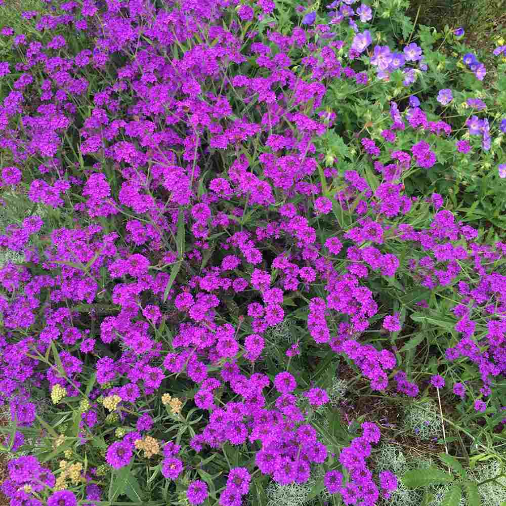 Verbena rigida, planta perena cu flori mov, atrage fluturii