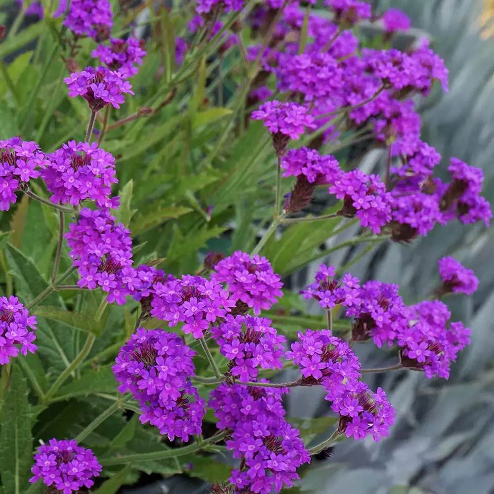 Verbena rigida, planta perena cu flori mov, atrage fluturii