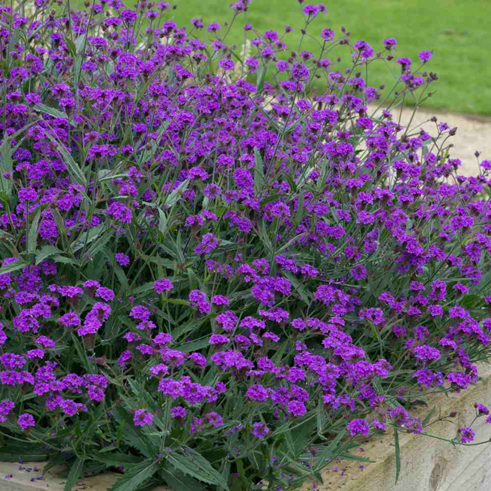 Verbena rigida, planta perena cu flori mov, atrage fluturii