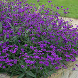 Verbena rigida, planta perena cu flori mov, atrage fluturii