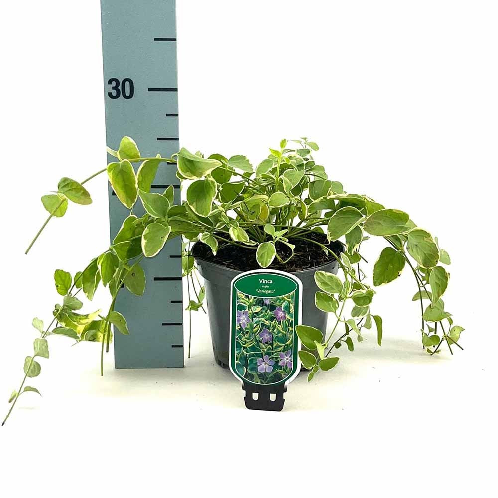 Saschiu cu frunza mare Variegata (Vinca Major), taratoare, vesnic verde cu flori albastre-mov, pentru semi-umbra sau umbra