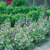 Saschiu cu frunza mare Variegata (Vinca Major), taratoare, vesnic verde cu flori albastre-mov, pentru semi-umbra sau umbra