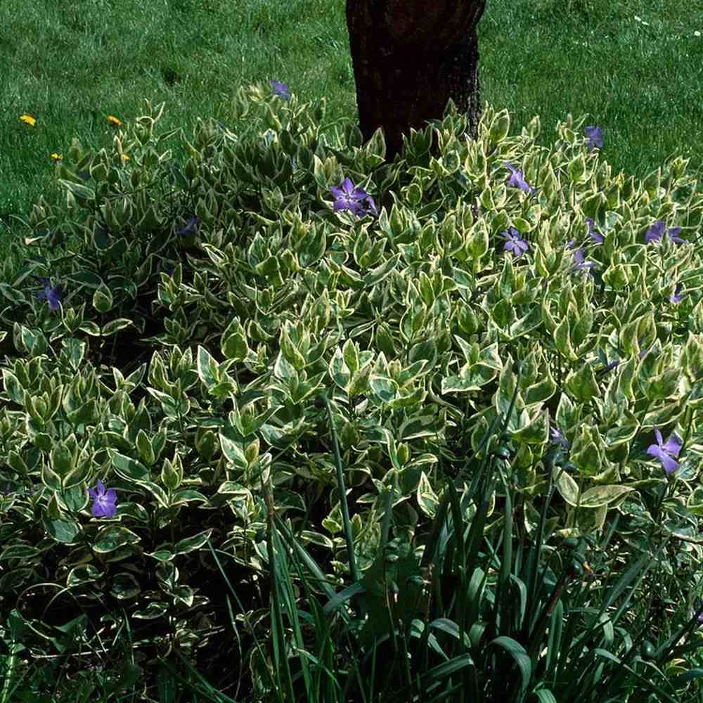 Saschiu cu frunza mare Variegata (Vinca Major), taratoare, vesnic verde cu flori albastre-mov, pentru semi-umbra sau umbra