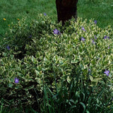 Saschiu cu frunza mare Variegata (Vinca Major), taratoare, vesnic verde cu flori albastre-mov, pentru semi-umbra sau umbra