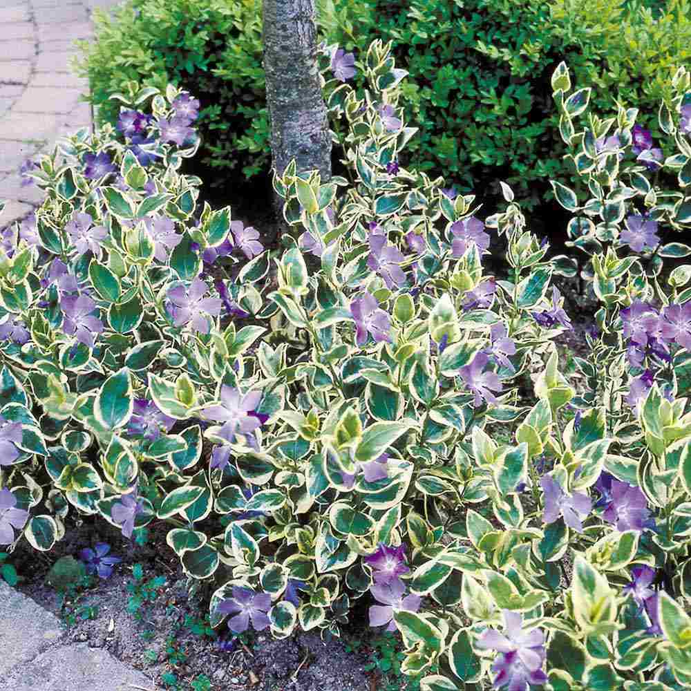Saschiu cu frunza mare Variegata (Vinca Major), taratoare, vesnic verde cu flori albastre-mov, pentru semi-umbra sau umbra